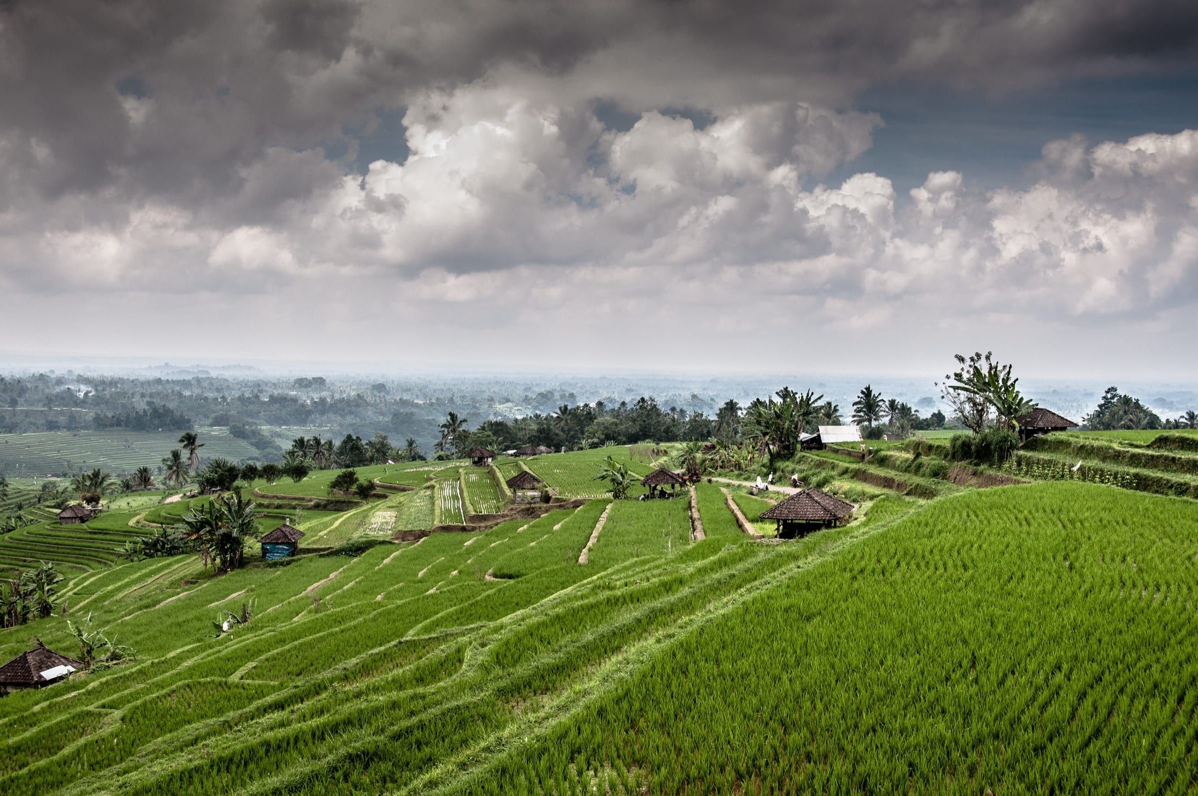 Bright green rice terraces step down the hillside at Jatiluwih in central Bali, dotted with thatched field huts beneath a heavy, cloud-filled sky.